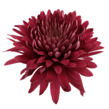 Deep Red Chrysanthemum