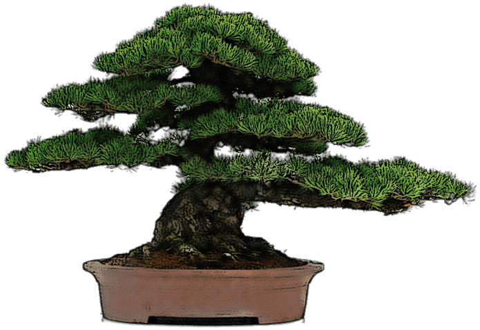 Bonsai Drawing