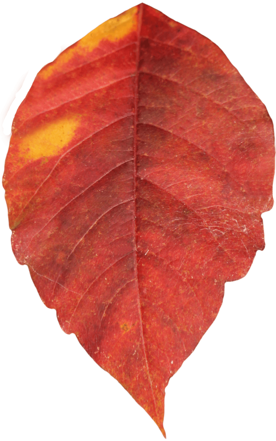 Autumn Leaf Single