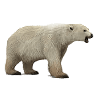 Roaring Polar Bear