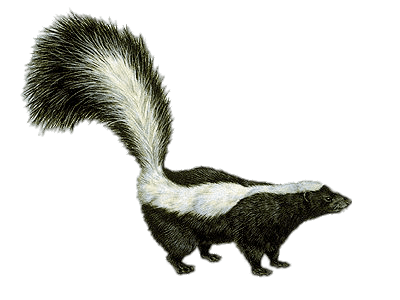 Skunk Drawing