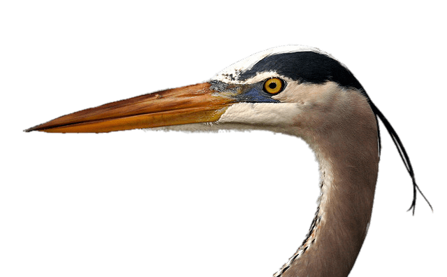 Blue Heron Head
