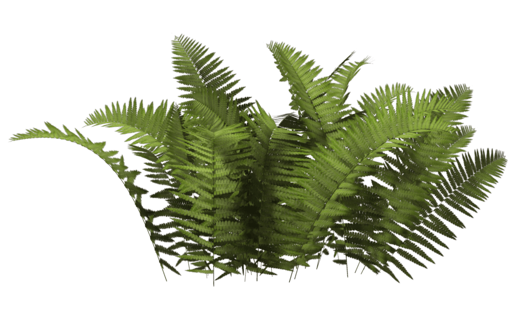 Ferns Bush