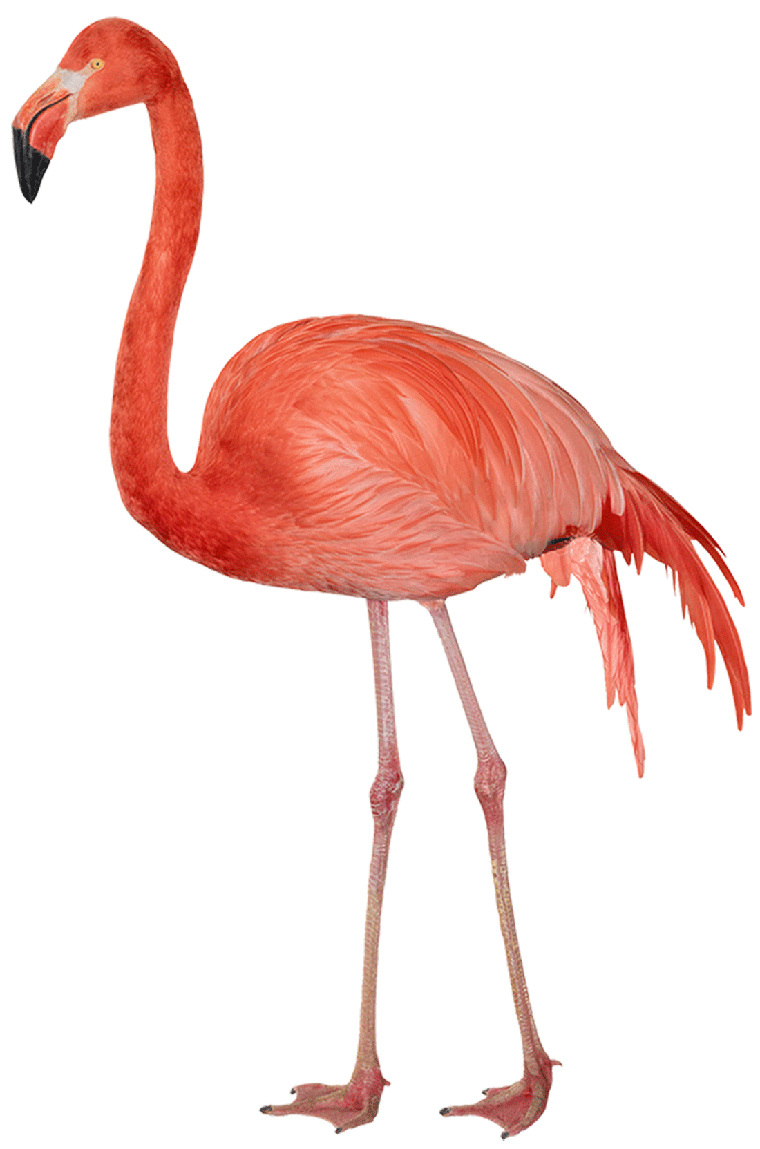 Flamingo Sideview