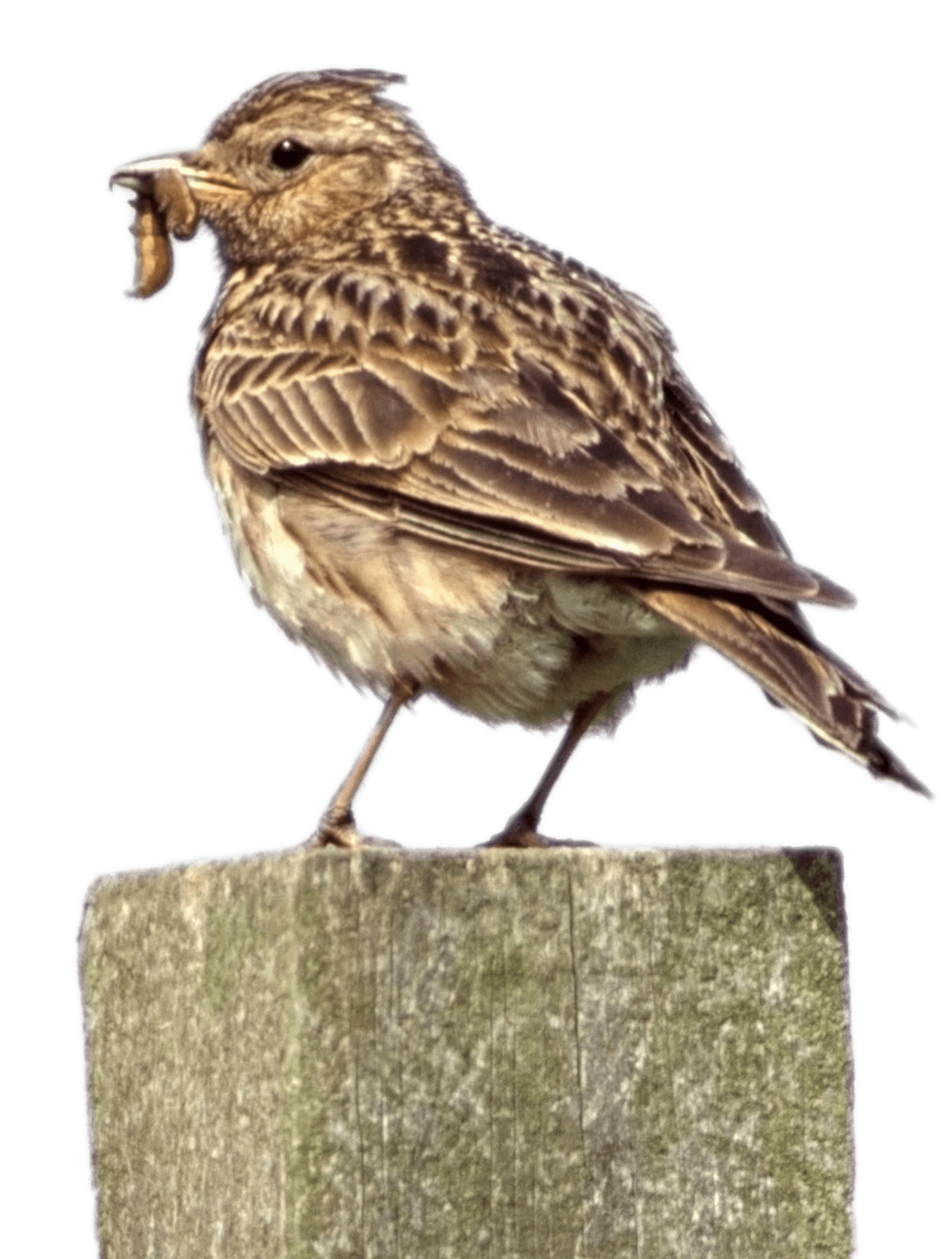 Skylark on A Pole