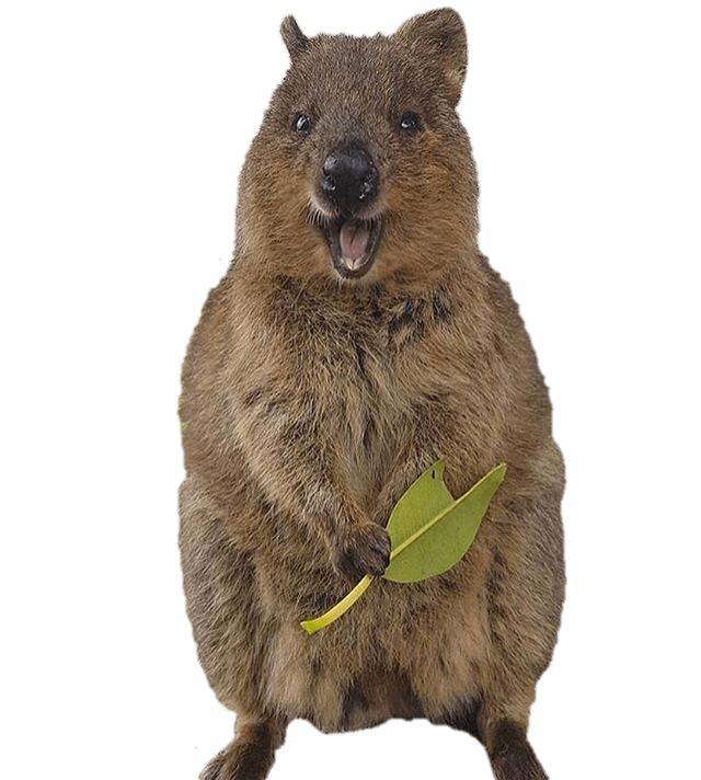Smiling Quokka