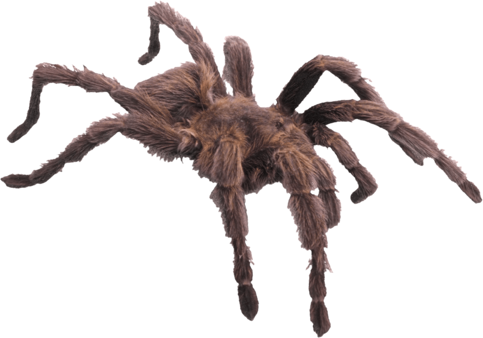 Hairy Brown Spider