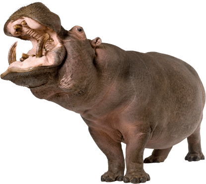 Hippopotamus Up