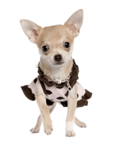 Chihuahua Dress