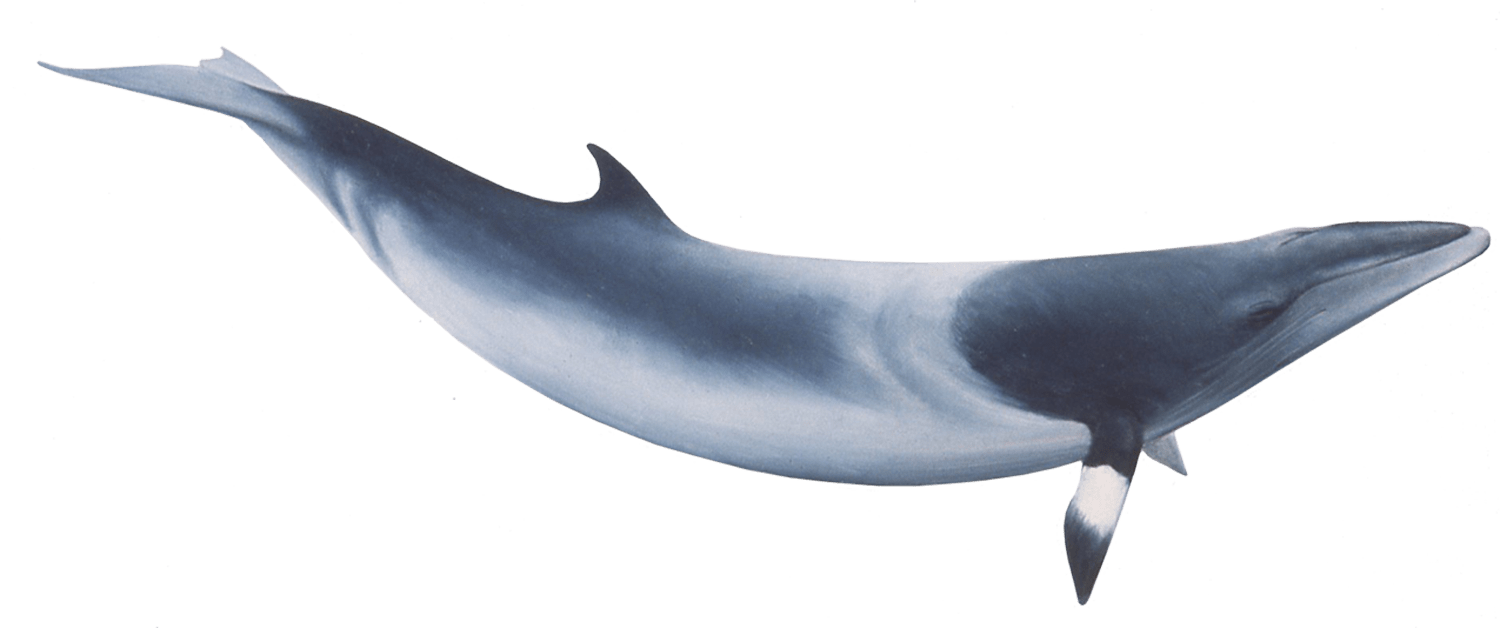 Minke Whale