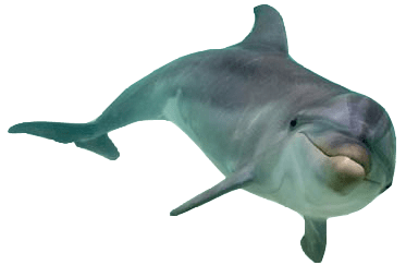Dolphin Front View