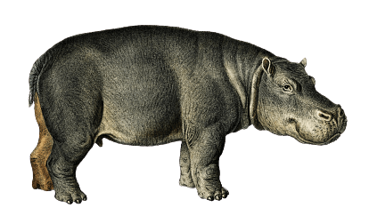 Hippo Vintage Illustration