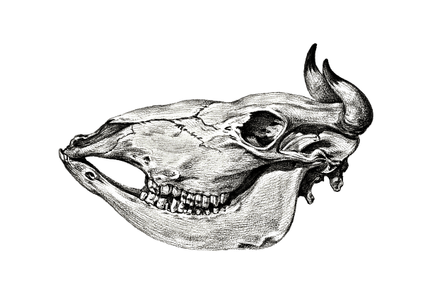 Cow Skull