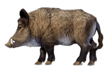 Wild Boar Miniature