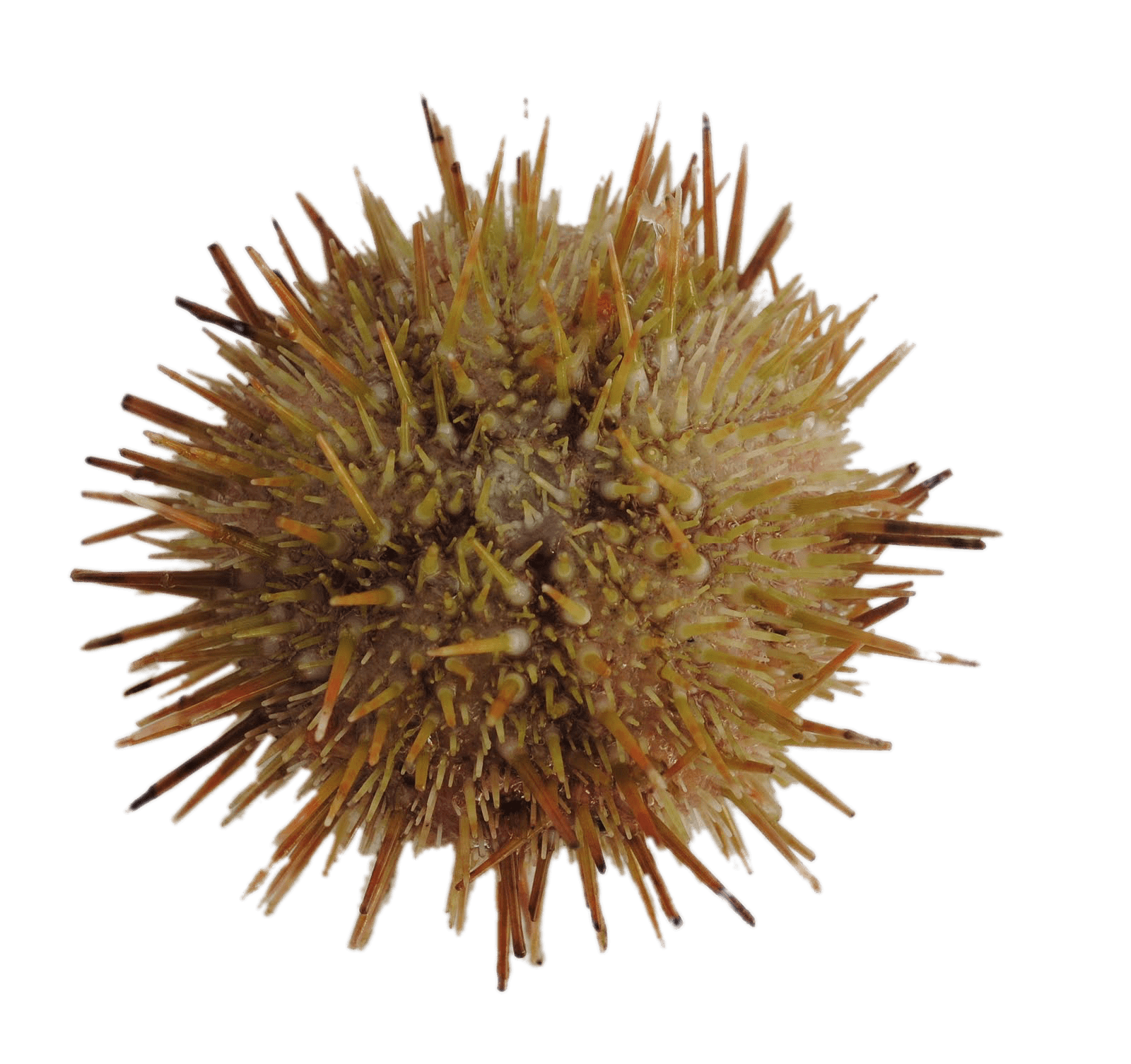 Green Sea Urchin