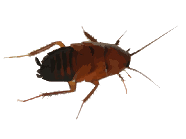 Cockroach Drawing