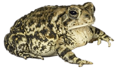 Fowler's Toad