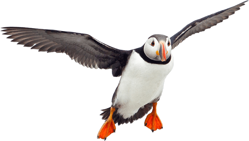 Flying Puffin