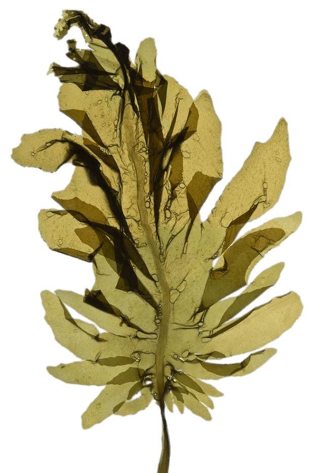 Seaweed Leaf