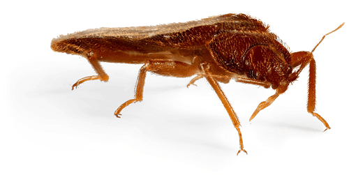 Bed Bug Side View