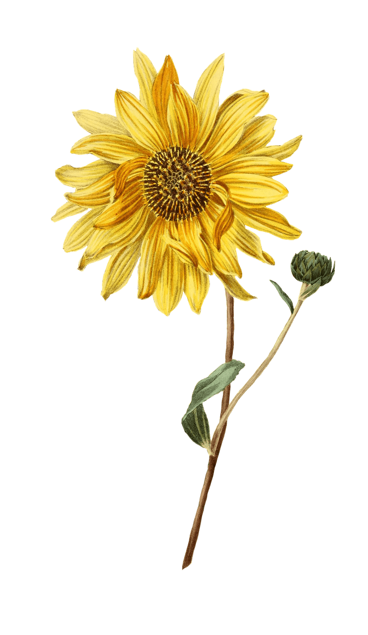 Sunflower and Bud