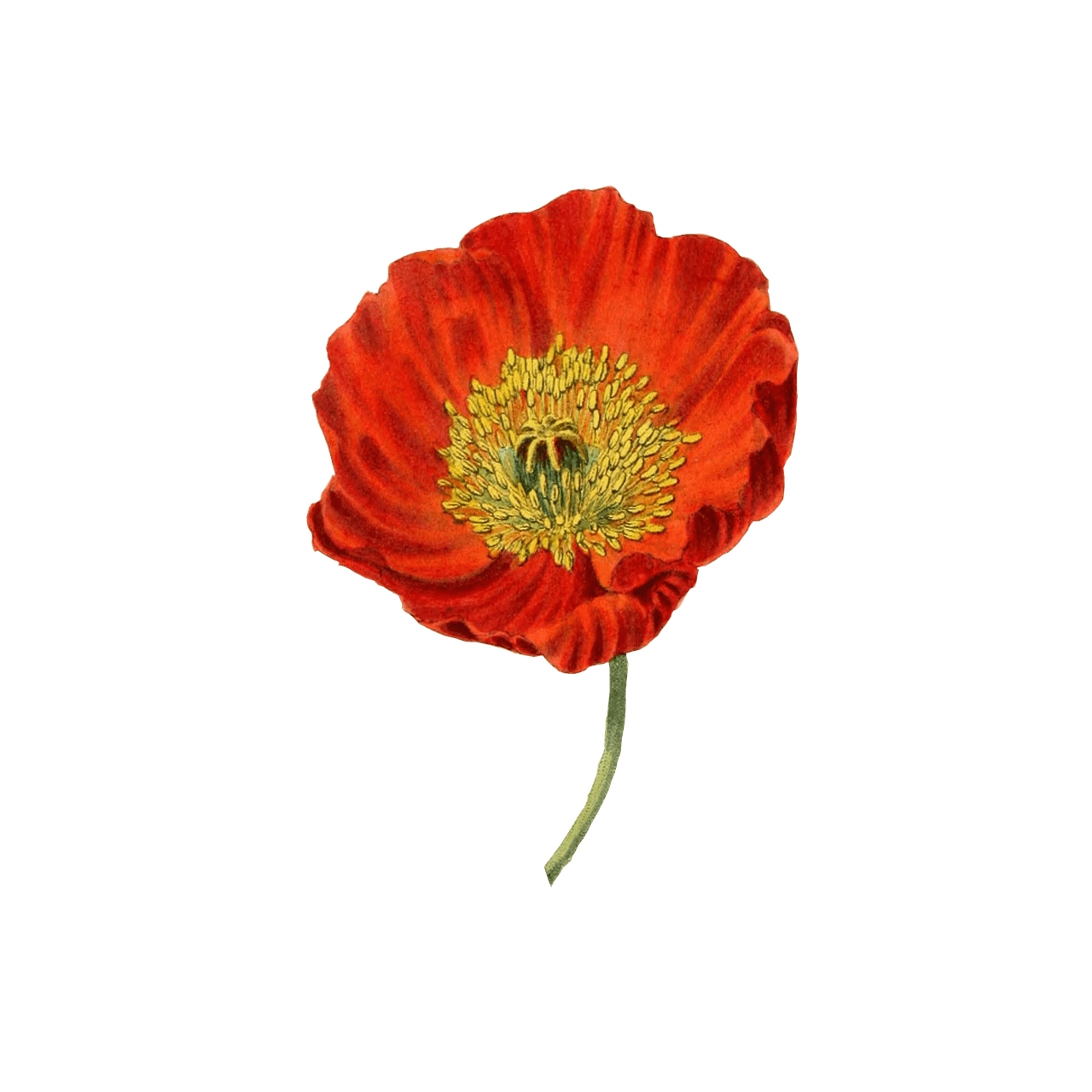 Red Poppy