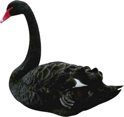 Black Swan
