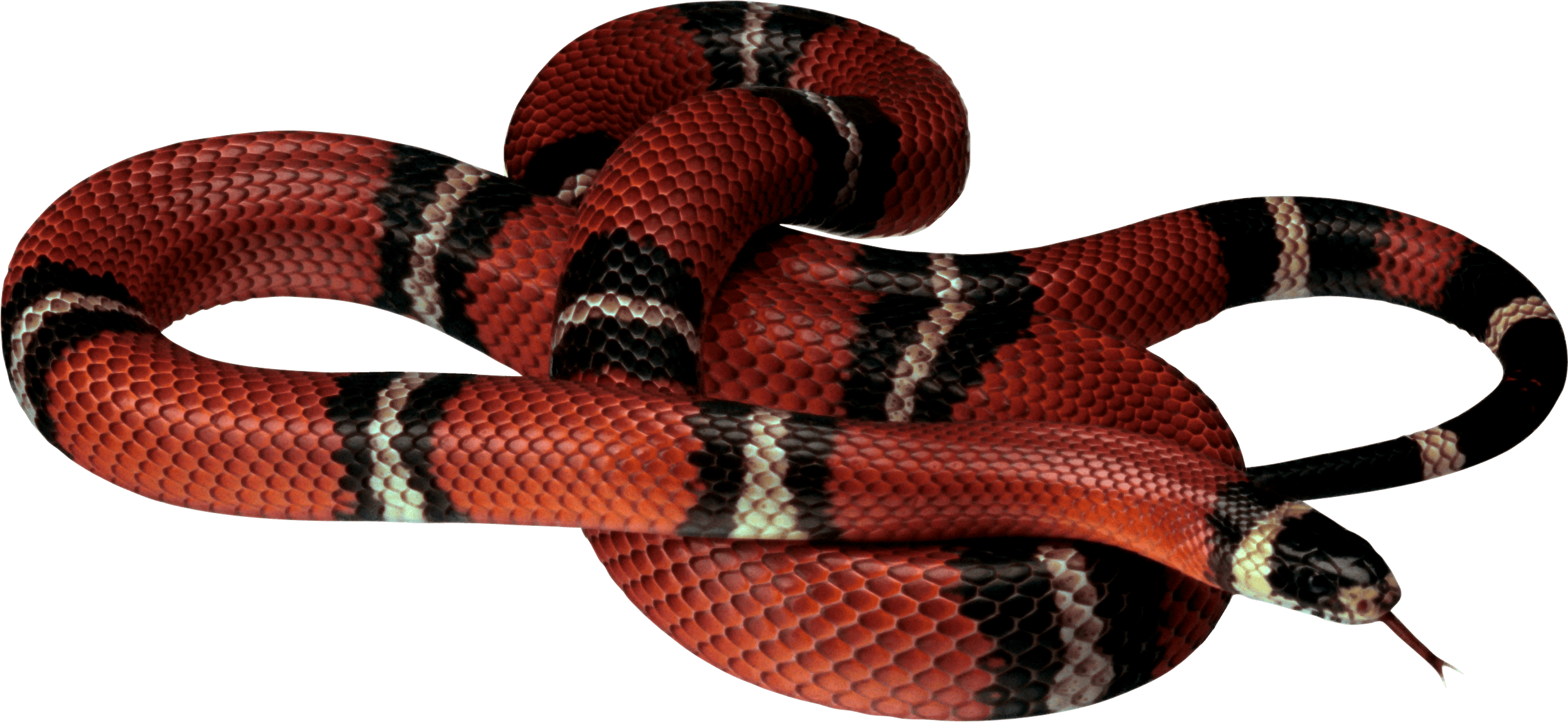 Red Black Snake