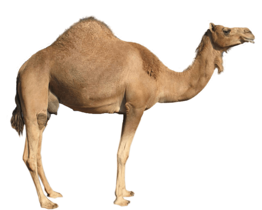 Dromedary Sideview