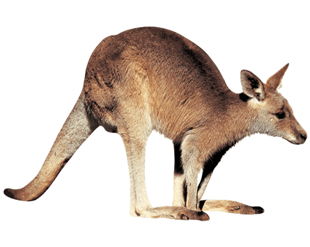 Kangaroo Right