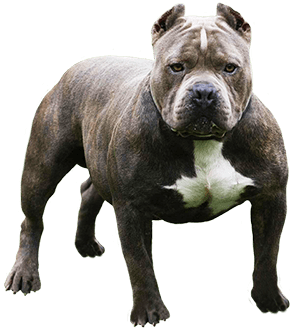 Pitbull Looking At You