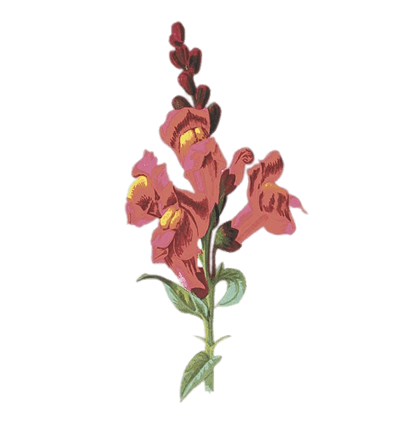 Snapdragon Illustration