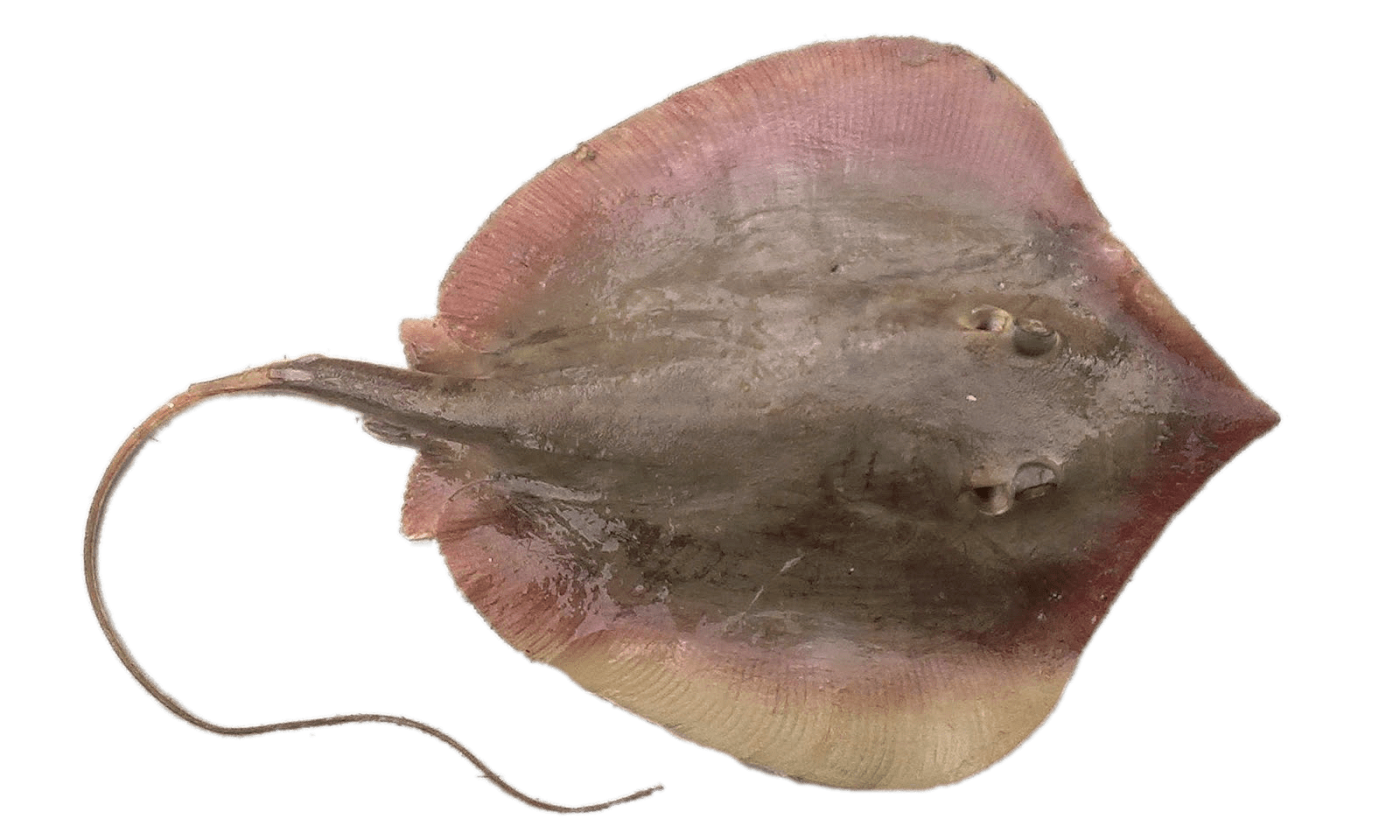 Stingray with long tail