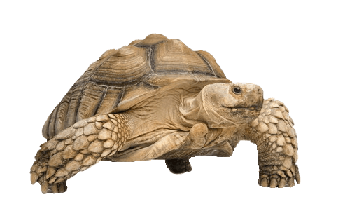 Tortoise On Beach