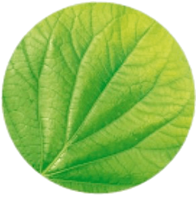 Garnier Leaf 