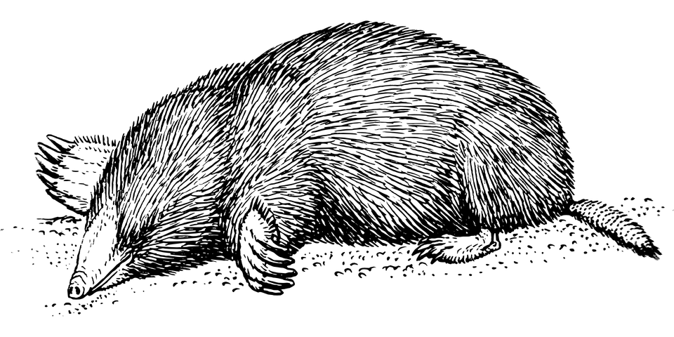 Vintage Mole Drawing