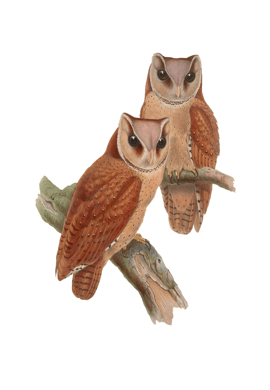 Owls Sitting on A Branch