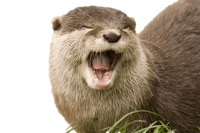 Yawning Otter