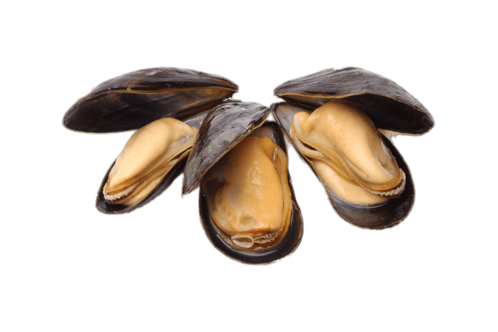 Open Cooked Mussels