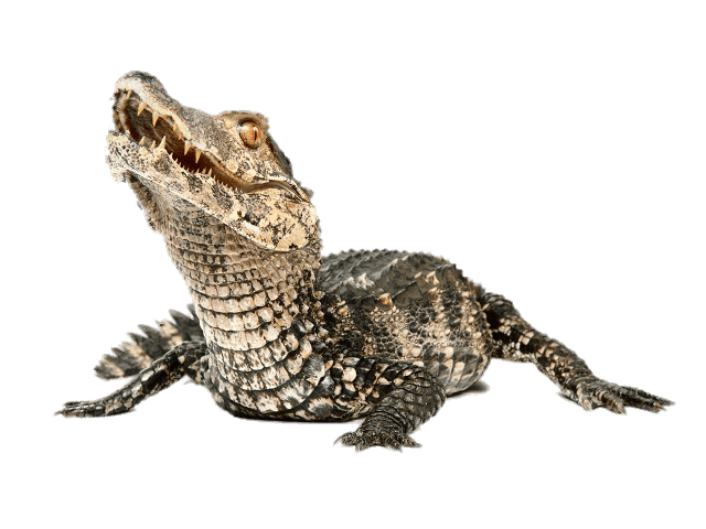 Dwarf Caiman