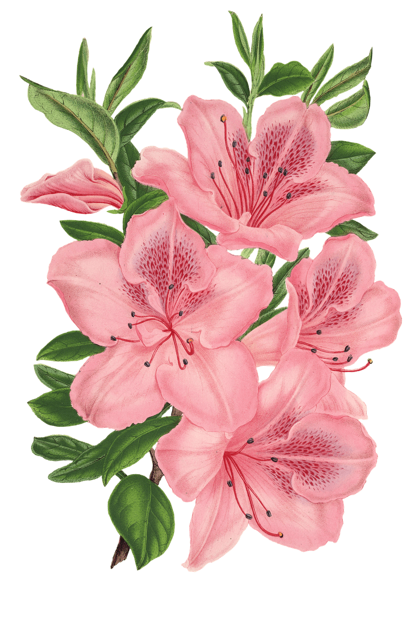 Pink Bunch Of Flowers Drawing