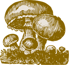 Vintage Illustration of Mushrooms