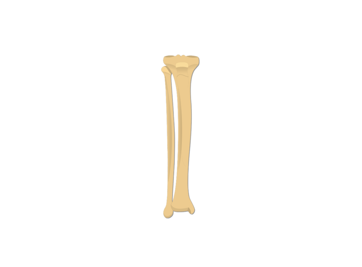 Tibia and Fibula Bones