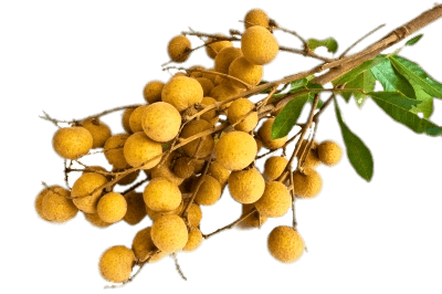 Branch Of Longan