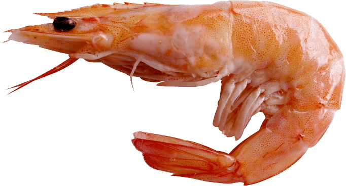 Large Shrimp