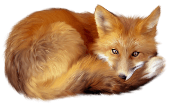 Fox Lying Down