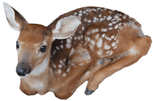 Baby Deer