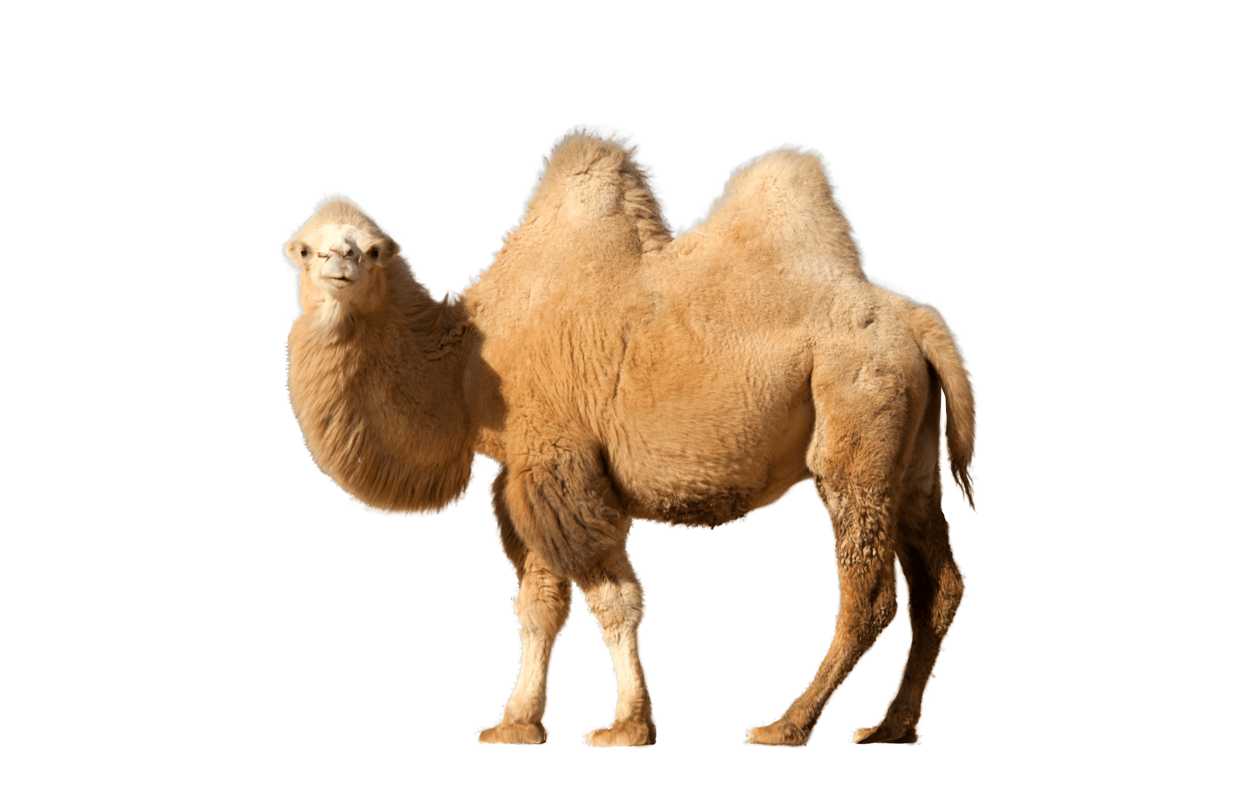 Camel Single