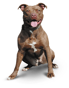Pitbull Happy