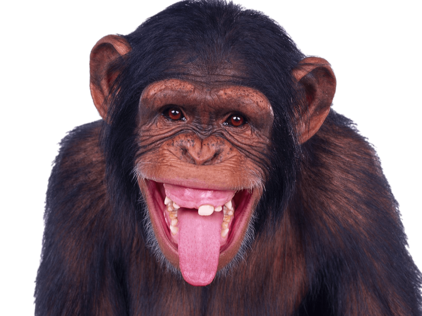 Chimpanzee Sticking Out Tongue